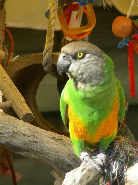 Buddy Bonte Boertjesenegal Parrot Parrot Facts Senegal Parrot