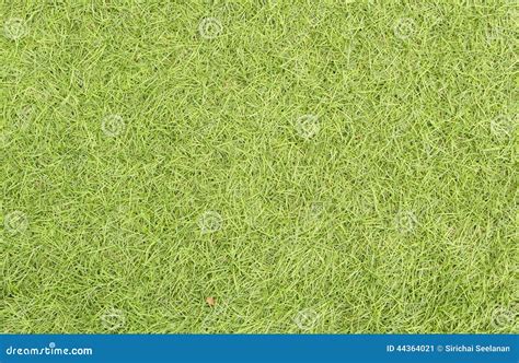 Beautiful Green Grass Texture From Golf Course Stock Image Image Of