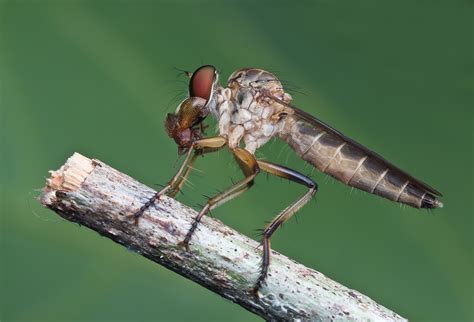 Robber Flies With Prey Macro In Photography On Forums