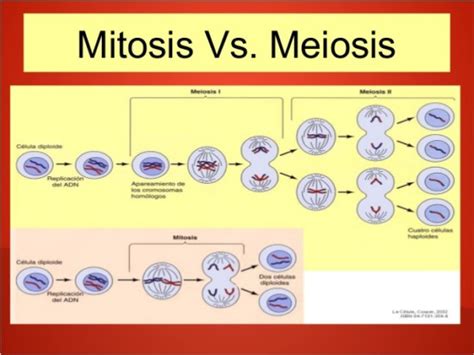 Información De Mitosis Y Meiosis Cuadros Comparativos