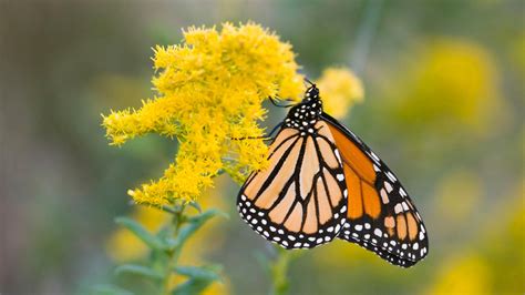 4k Nature Wallpaper With Picture Of Monarch Butterfly On Goldenrod Flower Hd Wallpapers