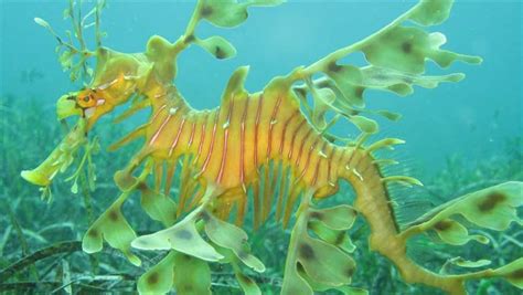 Marine Life Off The Hook In South Australian Sanctuaries The Pew