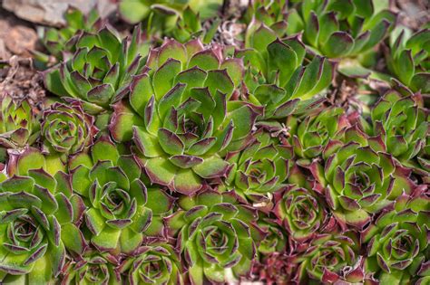 How To Grow Hens And Chicks Sempervivum Tectorum