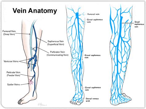 Artery Vs Vein What Are The Differences