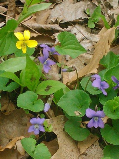 Debbie Naha Wild Edible Plants Of New Jersey And Pennsylvania Wild