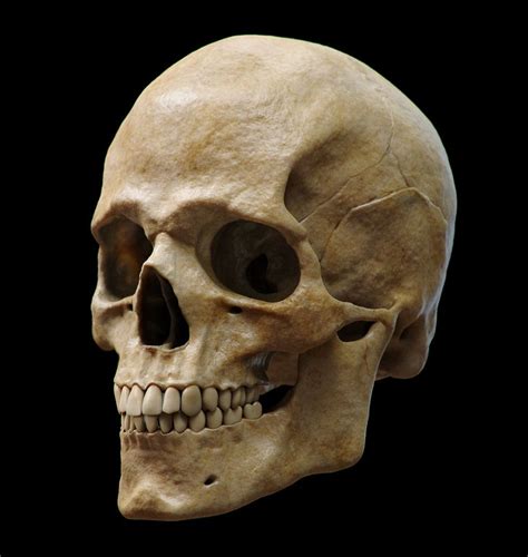 Anatomy Study Skull Guzz Soares Skull Anatomy Skull Reference