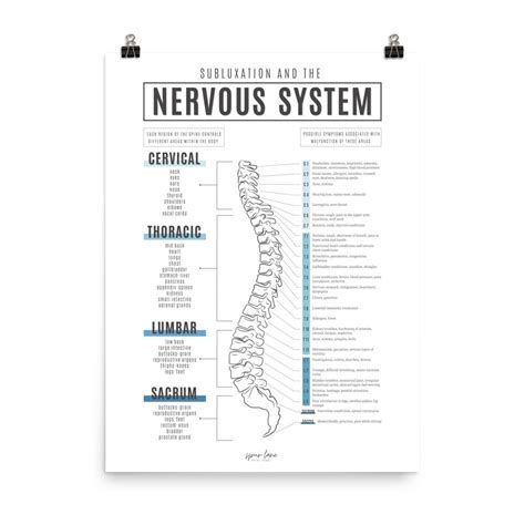Chiropractic Nervous System Meric Chart Blue Etsy Australia