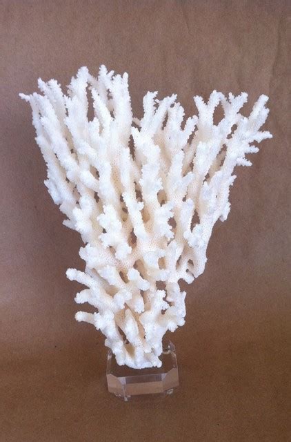 Coral home decor, indore, india. Decorative White Coral on Acrylic Base - Home Decor - los ...