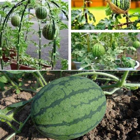 Growing Watermelon In Pots From Seeds A Full Guide Gardening Tips