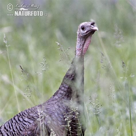 Meleagris Gallopavo Pictures Wild Turkey Images Nature Wildlife