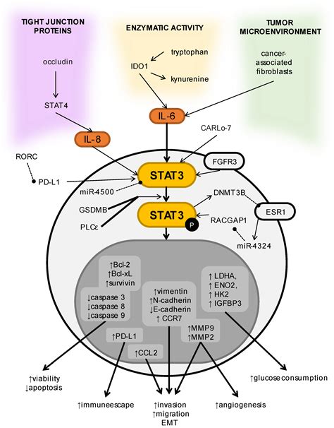 Cells Free Full Text Stat3 And Its Pathways Dysregulation