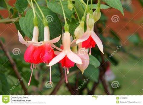 Fucsia è il nome di una varietà di piante ornamentali caratterizzate da fiori dai colori vivaci, che possono la fucsia è una nota pianta. Fiori fucsia fotografia stock. Immagine di fioritura ...