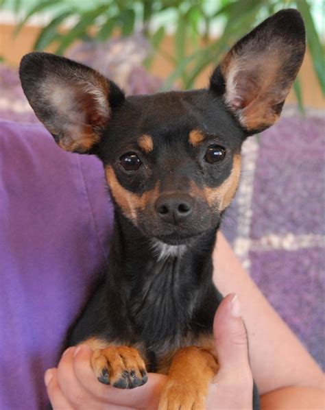 Chipin Dog Miniature Pinscher Chihuahua Mix Info Pictures Puppies