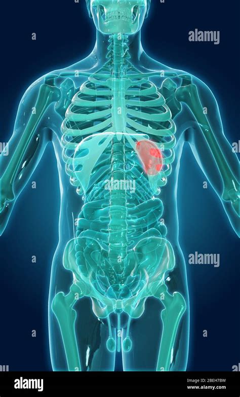 Spleen Anatomy Hi Res Stock Photography And Images Alamy