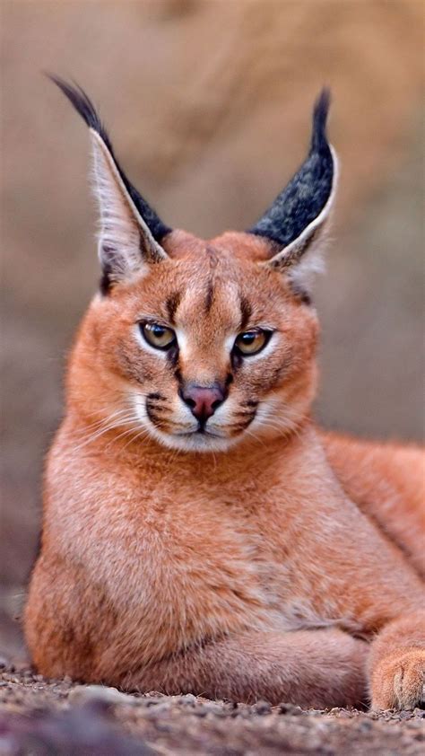 Caracal Gato Grande Caracal Gato Semejante A Un Lince De