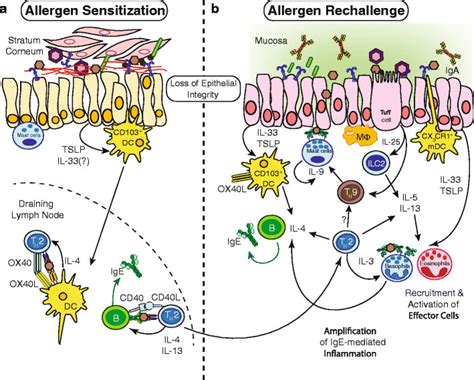 Pathogenesis Of Ige Mediated Food Allergic Response A At The