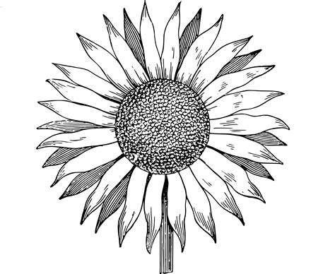 Flower Drawing Simple Sunflower Love Inspiration