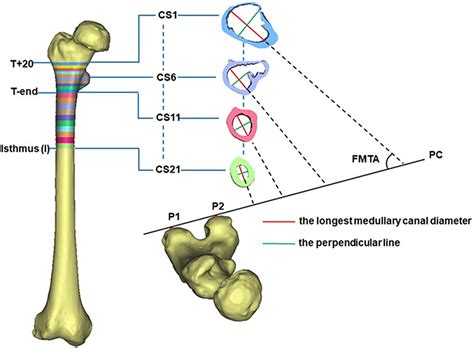 Frontiers The Three Dimensional Morphology Of Femoral Medullary