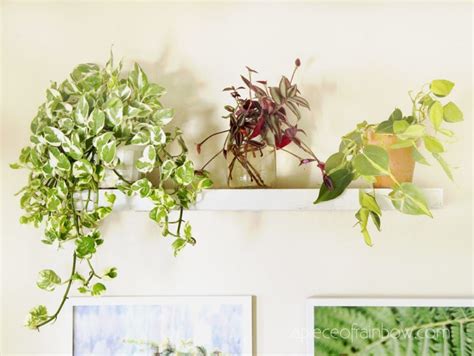 18 Most Beautiful Indoor Plants And 5 Easy Care Tips A Piece Of