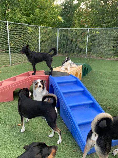 Photo Gallery Dog Boarding Fort Wayne In Pampered Pet