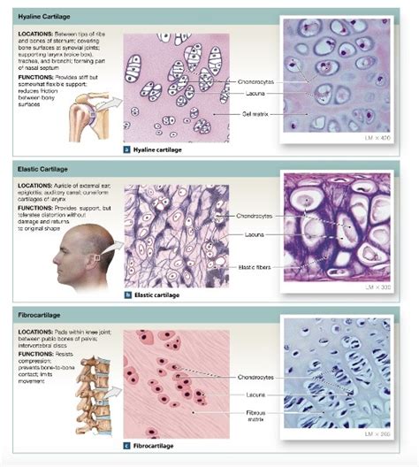 Connective Tissue Chap Diagram Quizlet