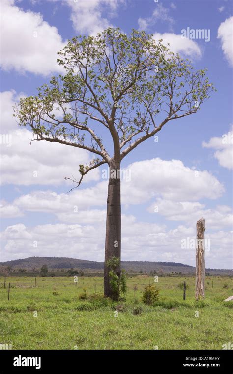 Australian Baobab Or Boab Tree Adansonia Gregorii Stock Photo Alamy