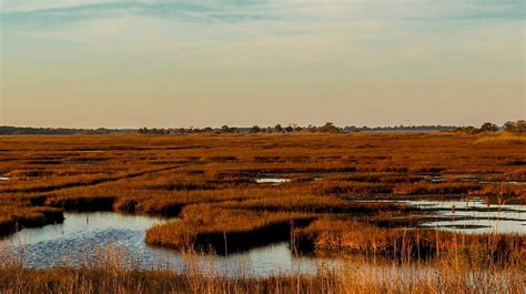 Facts About Salt Marshes And Why We Need To Protect Them