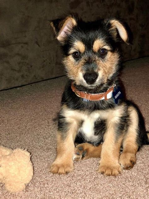 Top 10 What Is A Husky Yorkie Mix Called You Need To Know