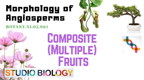 Botany Xi05091 Morphology Of Angiosperms Composite Fruits Youtube