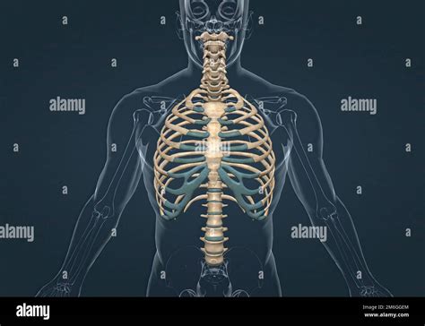Los Huesos De La Caja Torácica Son Las Vértebras Torácicas Doce Pares