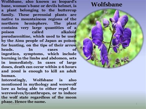 Aconitum Genus Several Species Commonly Called Aconite Wolfsbane