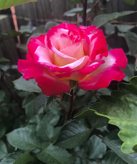 My Lovely Arizona Rose Rroses