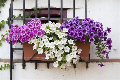 Top 10 Balcony Plants A Balcony Garden Should Be An Extension Of Your