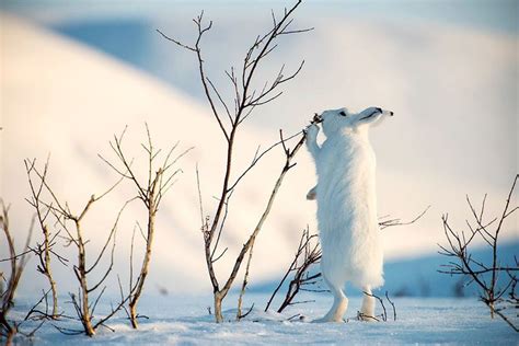 Snow Hare Cute Bunny Pictures Bunny Pictures Arctic Animals