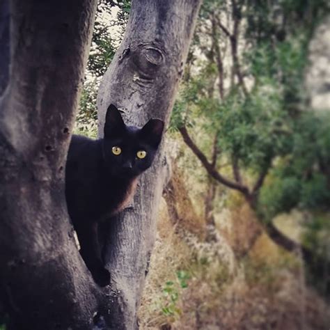 Tree Hunter In Stealth Mode Cat Forest Black Hunter Instagram Cats