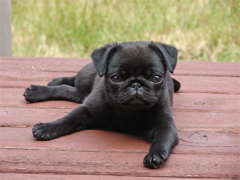 Cute Pug Puppies Black Pug Puppies Baby Pugs