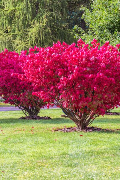 How To Grow Burning Bushes And Why To Be Cautious When Planting