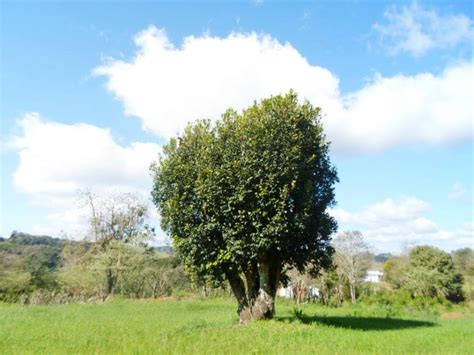 Projeto resgata diversidade genética da erva mate no Sul do Brasil A