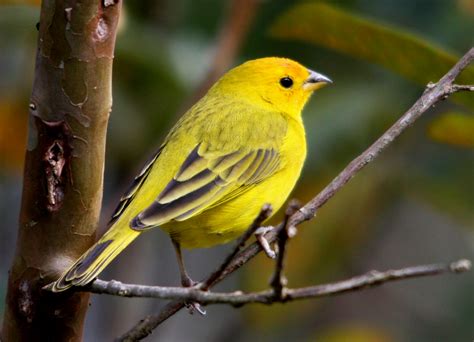 Fondos De Pantalla Pájaro Busca El Mejor Fauna Silvestre Passaro