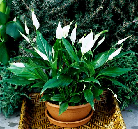 Spathiphyllum Cultiver Et Rempoter Ooreka