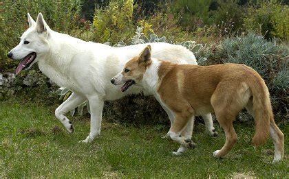 canaan dogs whats good  em whats bad  em