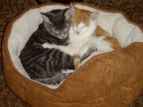 Hugging Cats Cute Pictures Images Funny And Cute Animals