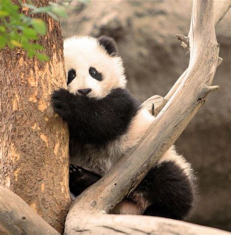 Su Lins Little Sister Cute Panda Panda Animal Photo