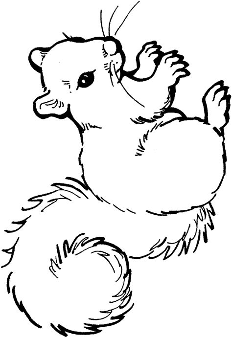 Squirrel Coloring Page Animal Coloring Page
