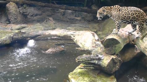 Underwater Swimming Jaguar Youtube