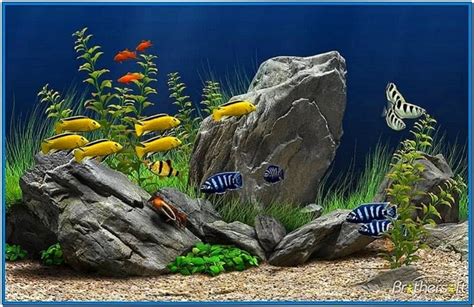 Moving Fish Aquarium Screensaver Download Screensaversbiz