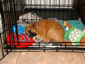 The puppy crate, or bed (if you're using a bed on its own), should be placed in a quiet corner if they really won't settle (and you really have been patient about this!), you can put a kong toy with something. Where Is The Best Place To Put a Dog Crate? - Jug Dog