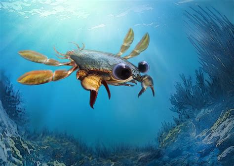 A Newly Discovered Ancient Crab That Lived During The Dinosaur Age Had