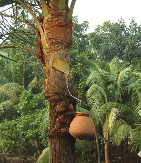 A In Bangladesh Fresh Date Palm Sap Is Collected By Shaving The Date