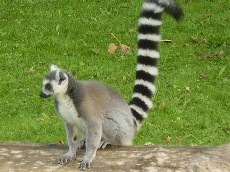 Filelemur Ring Tailed Wikipedia